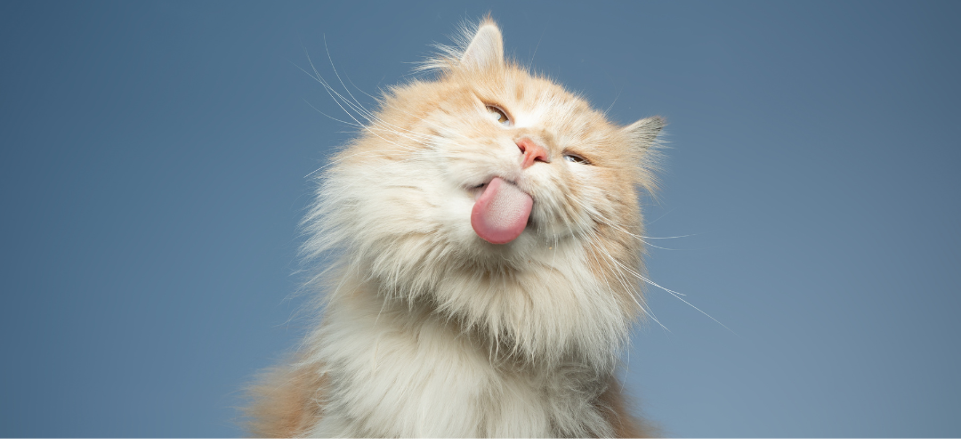 cat background 2 (1)