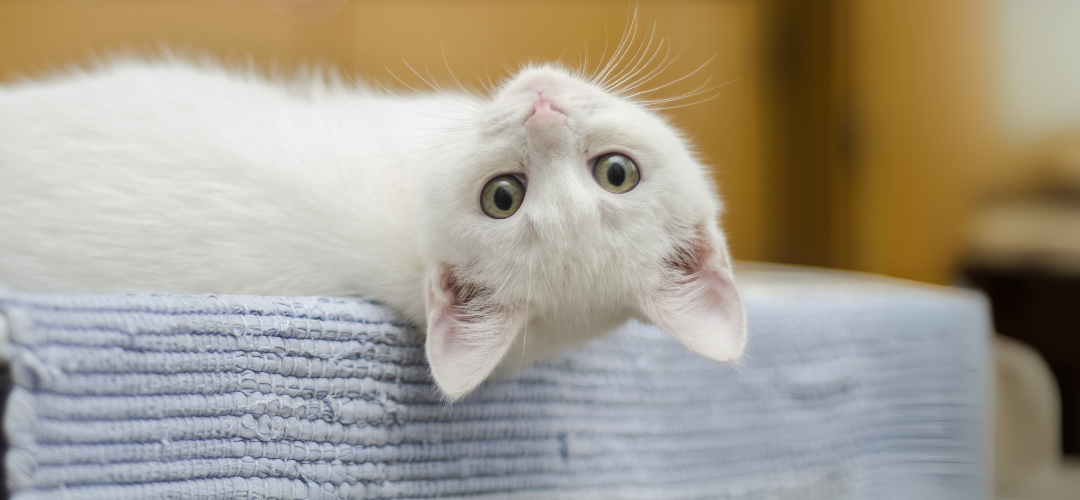 cat background 3