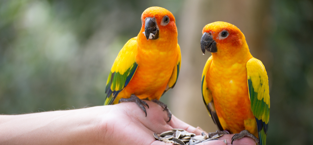 pet birds