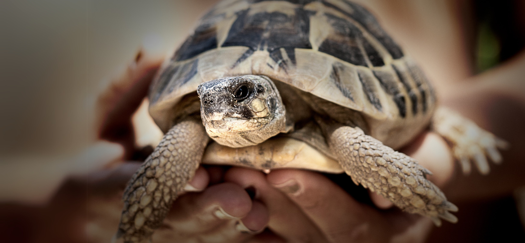 tortoise (3)